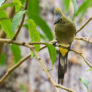 San Gerardo de Dota - Long-tailed silky-flycatcher